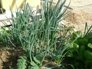 畑のネギ