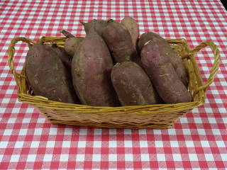 収穫したさつま芋