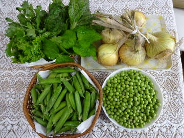 収穫した野菜