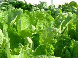 畑の青菜