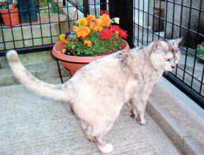 ペット猫のゴン