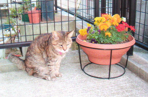 ペット猫のクロ